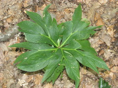Helleborus purpurascens