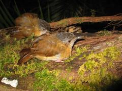Temminck's Babbler photo 2