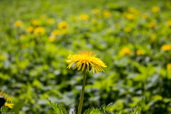 Taraxacum officinale
