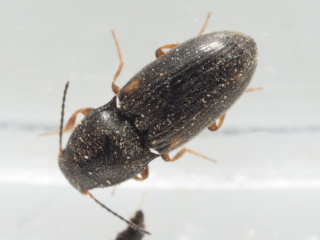Zorochros dermestoides