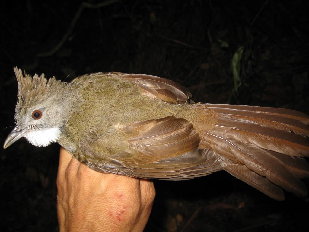 Penan Bulbul