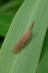 Pyrilla perpusilla