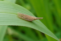 Pyrilla perpusilla