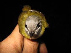 Abroscopus superciliaris