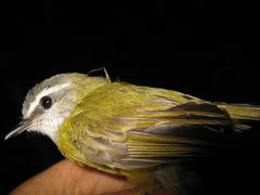 Abroscopus superciliaris
