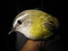 Abroscopus superciliaris