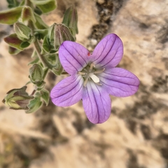 (c) Juan Martínez Reina, some rights reserved (CC BY) Campanula mollis, photograph (c) Juan Martínez Reina, some rights reserved (CC BY)