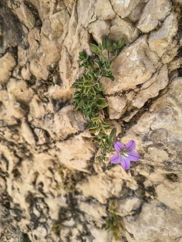 Campanula mollis, photograph 4