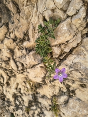 (c) Juan Martínez Reina, some rights reserved (CC BY) Campanula mollis, photograph (c) Juan Martínez Reina, some rights reserved (CC BY)