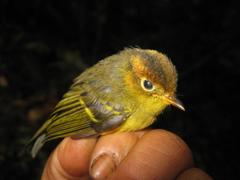 Phylloscopus montis
