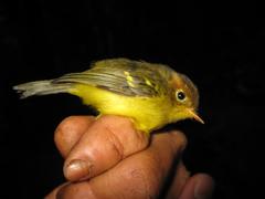Phylloscopus montis