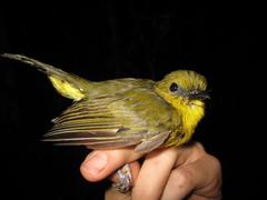 Pachycephala hypoxantha