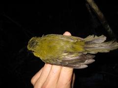 Pachycephala hypoxantha