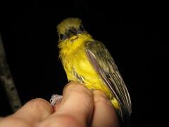 Pachycephala hypoxantha