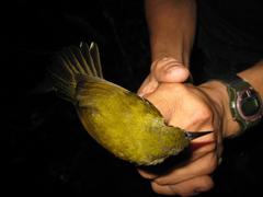 Kurochkinegramma hypogrammicum