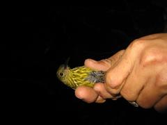 Kurochkinegramma hypogrammicum