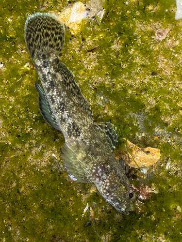 Gobius cobitis