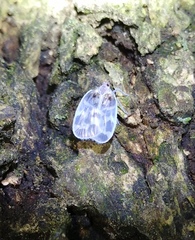 Borysthenes maculatus