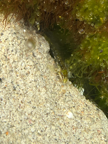 Lipophrys pholis