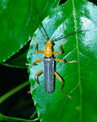 Lycocerus