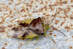 Elasmostethus nubilus