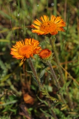 Erigeron aurantiacus