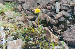 Taraxacum glabrum