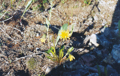 Taraxacum glabrum