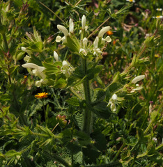 Salvia spinosa