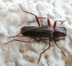Haplidus testaceus