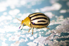 Plagiodera septemvittata