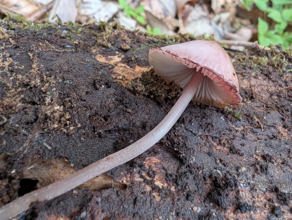 Mycena haematopus · May 2026 · photo: © atsushi_nakajima_cirque (iNaturalist, cc-by)