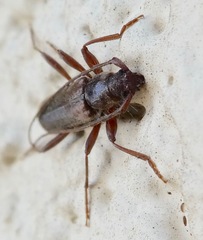 Haplidus testaceus