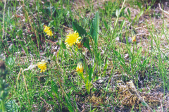 Taraxacum glabrum