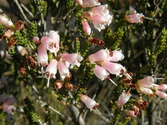 Erica recta