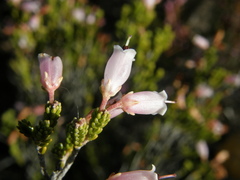 Erica recta