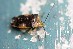 Elasmostethus nubilus