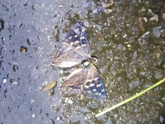 Dodona formosana