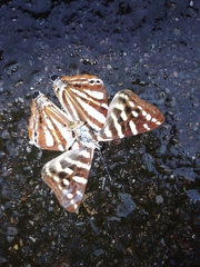 Dodona formosana