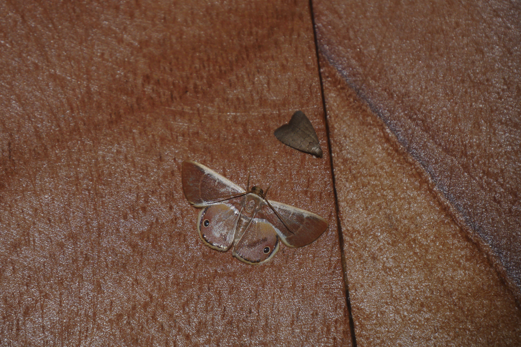 Opisthoxia thesauraria
