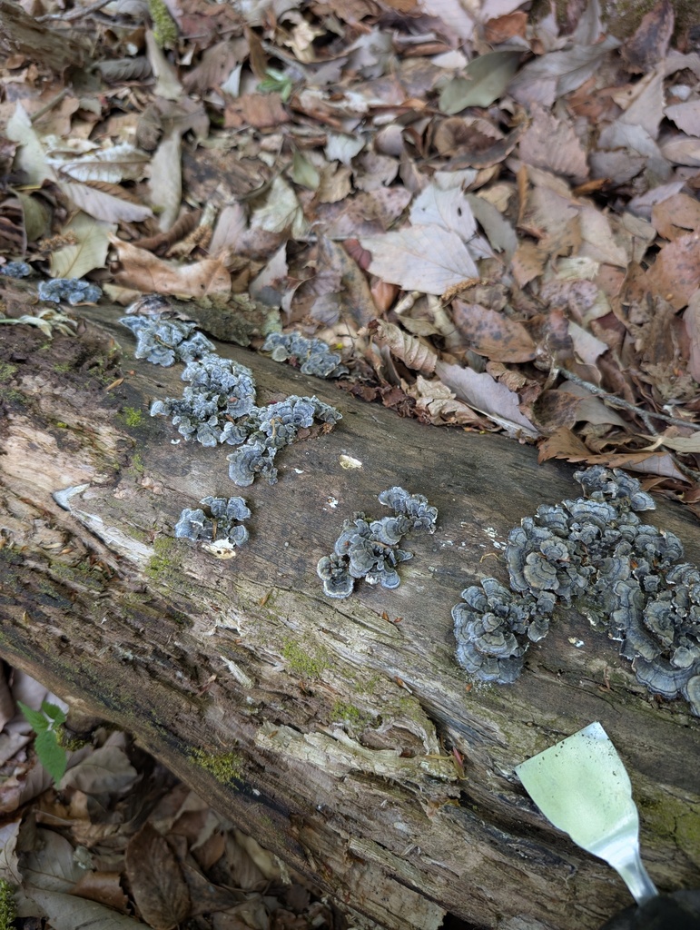Trametes versicolor · May 2026 · photo: © atsushi_nakajima_cirque (iNaturalist, cc-by)