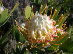 Leucospermum pluridens