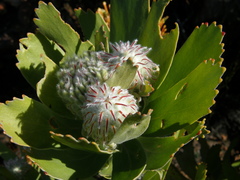 Leucospermum pluridens