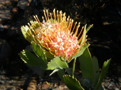 Leucospermum pluridens