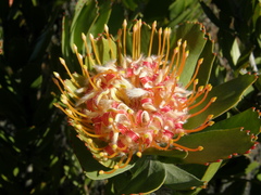 Leucospermum pluridens