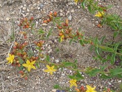 Hypericum tetrapterum
