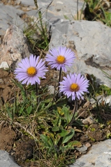 Erigeron heterochaeta