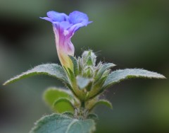 Strobilanthes pavala
