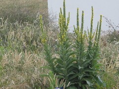 Verbascum simplex