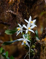 Coelogyne corymbosa, photograph (c) Thomas Galewski, some rights reserved (CC BY)